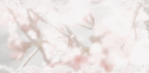 a close up of a cherry blossom tree branch with flowers on a white background .