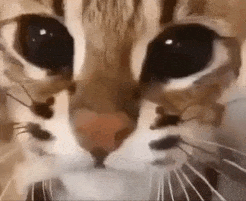 a close up of a cat 's face with big eyes and a long whisker .