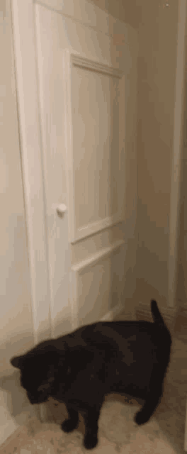 a black cat standing in front of a door
