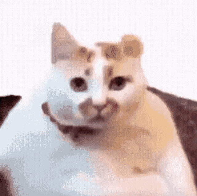 a white and brown cat with a collar on is sitting on a couch .