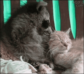 a raccoon is petting a kitten on a bed