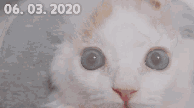 Why Do My Cats Eyes Change Color GIF - Why Do My Cats Eyes Change Color GIFs