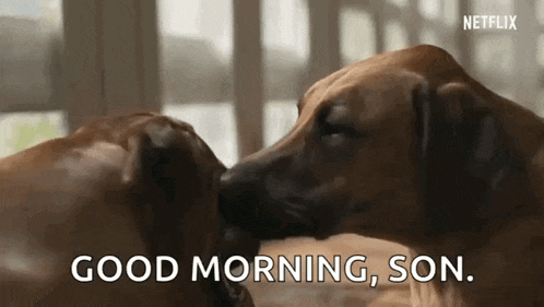two brown dogs are kissing each other on the nose and saying `` good morning , son . ''