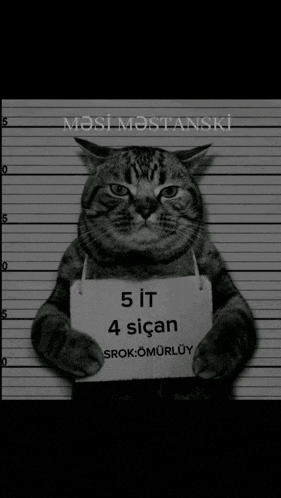 a cat holding a sign that says " 5 it 4 sican "