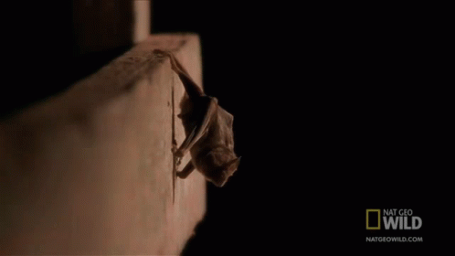 Jump Off Worlds Weirdest GIF - Jump Off Worlds Weirdest Bat Appreciation Day GIFs