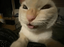 a close up of a cat with its tongue sticking out .