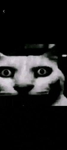a black and white photo of a cat 's face .