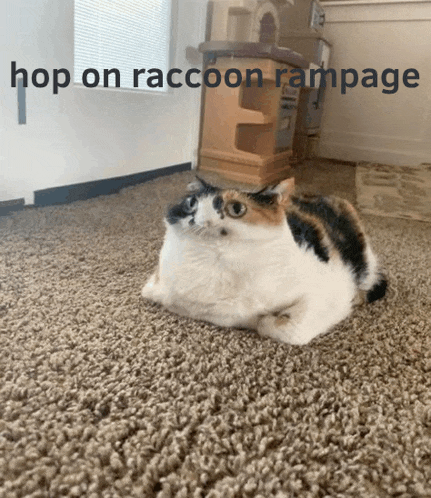 a calico cat laying on a carpet with the words hop on raccoon rampage above it