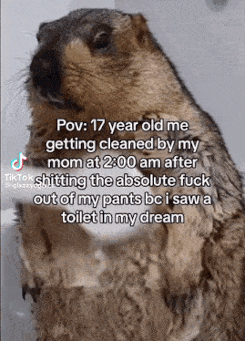 a squirrel with a caption that says pov 17 year old me getting cleaned by my mom at 2:00 am after shitting