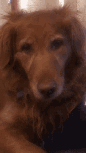 a close up of a brown dog 's face looking at the camera