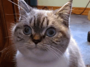 Samuelljackson Cat GIF - Samuelljackson Cat Staringcontest GIFs
