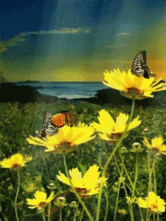 a field of yellow flowers with butterflies flying around