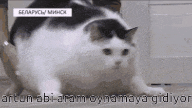 a black and white cat is sitting on the floor with a caption that says artun abi aram oynamaya gidiyor .