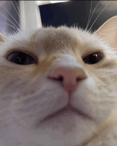 a close up of a cat 's face with a serious look on its face
