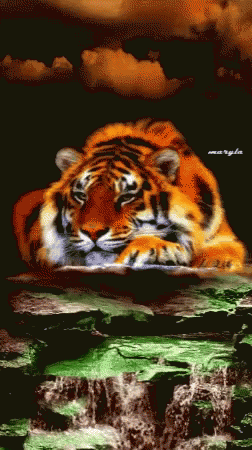 Tiger Water GIF - Tiger Water GIFs