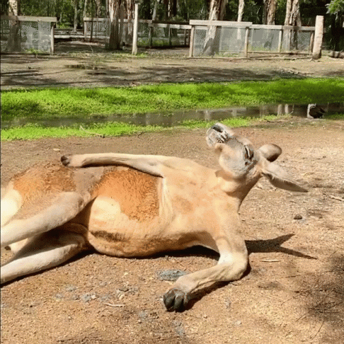 Kangaroo Good Life GIF