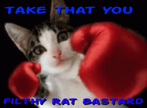 Boxing Cat Cat Boxing Gloves GIF - Boxing Cat Cat Boxing Gloves Take That You Filthy Rat GIFs