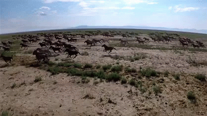 Wild And Free GIF - Horse Horses Equine GIFs
