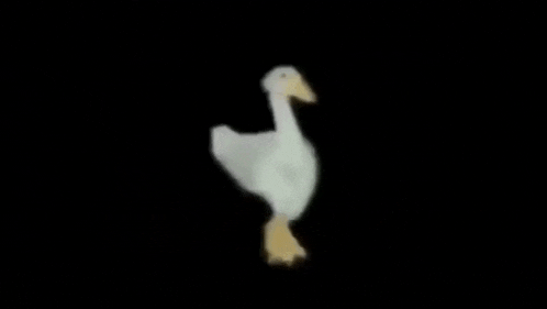 a white goose is standing in the dark on a black background .