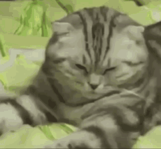 Cat Cats GIF - Cat Cats Cat Sleepy GIFs