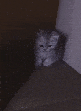 a kitten is sitting in a dark corner of a room