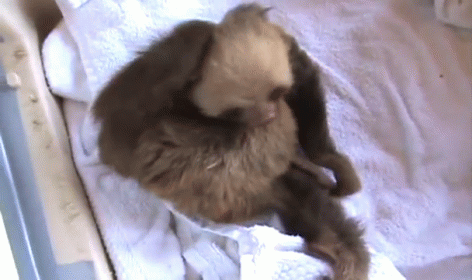 Scratchy Scratchy GIF - Sloths Babies Scratch GIFs
