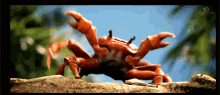 a crab is crawling on a rock with its claws extended