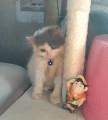 Rusell Cats GIF - Rusell Cats Kittens GIFs