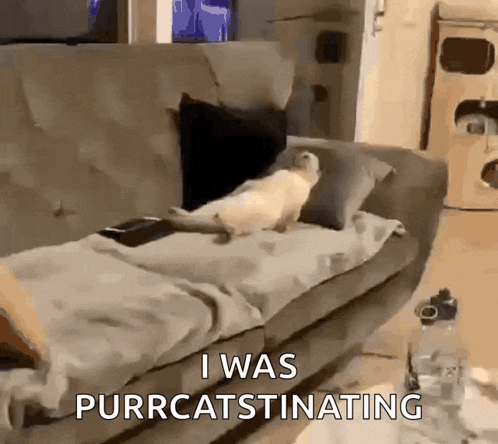a cat is sitting on a couch with the words i was purrcatstinating above it