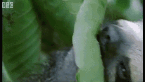 All I Wanna Do Is Eat Some Leaves GIF - Sloth Eating GIFs