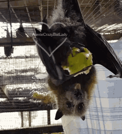 Aussiecrazybatlady Bat GIF
