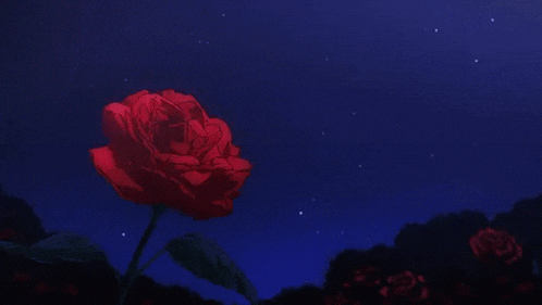 a red rose against a blue sky with stars