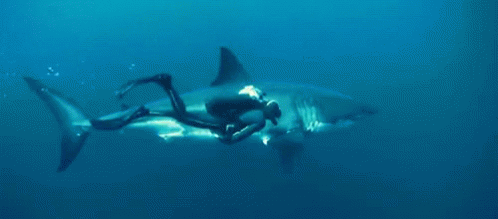 Shark Scuba Diver GIF - Shark Scuba Diver Swim GIFs