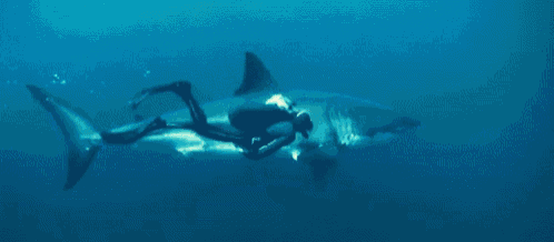 a scuba diver is swimming next to a great white shark in the ocean .