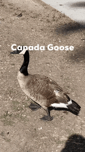 Canada Goose Alondra Park GIF - Canada Goose Alondra Park GIFs