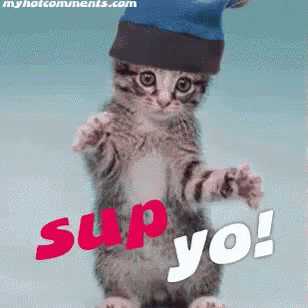 Cat Sup Yo GIF - Cat Sup Yo GIFs