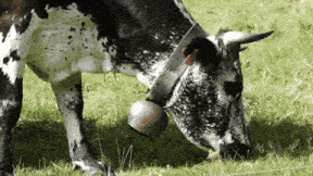 a black and white cow with a bell around its neck grazes in a field