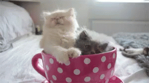 Aww GIF - Kittens Cup Tea GIFs
