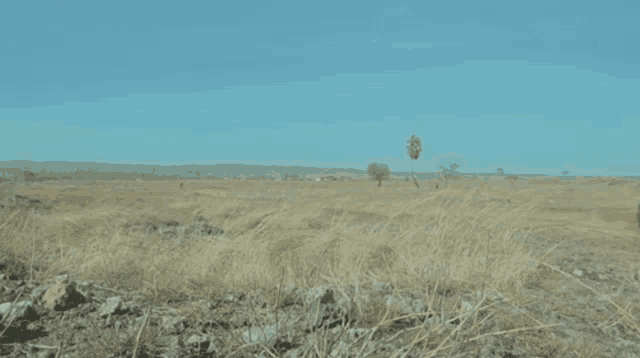 the word nyaman is on a field with a blue sky