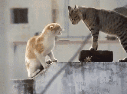 Cats Fighting GIF - Cats Fighting Threatening GIFs