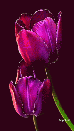 Flowers Tulip GIF - Flowers Tulip GIFs