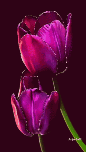 two purple flowers on a dark background with anjo evill written on the bottom