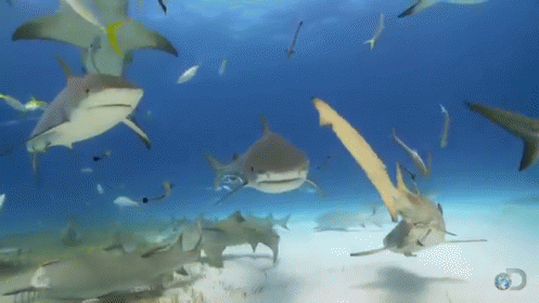 Tiger Sharks GIF - Under The Sea Ocean Sharks GIFs