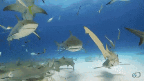 a group of sharks are swimming in the ocean with a globe in the background