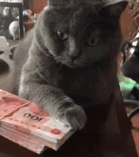 Cats Funny GIF - Cats Funny Rich GIFs