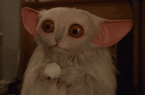 a stuffed animal says meep meep on its face