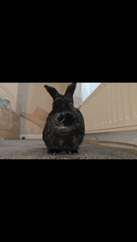 a black bunny is surrounded by a heart made of sparklers