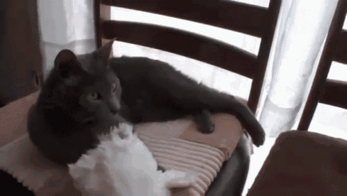 Happy Easter! GIF - Easter Cats Cute GIFs