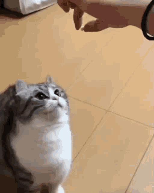 a person is feeding a cat with a stick on a tiled floor .