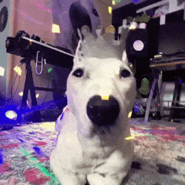 a white dog with a crown on its head laying on the floor